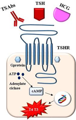 Thyroid-Stimulating Hormone Receptor Antibodies in Pregnancy: Clinical Relevance